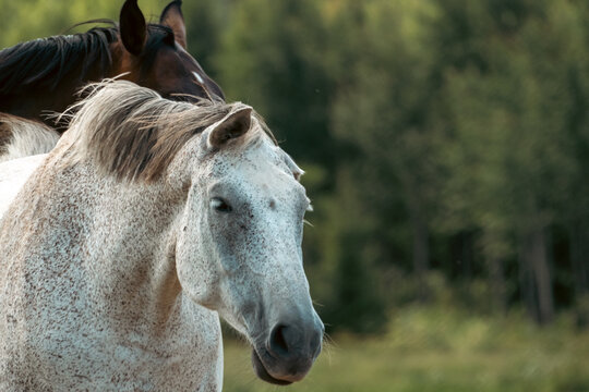 White horse resting beside a brown horse in a peaceful summer pasture with forest background