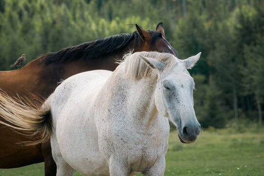 White and brown horses standing together in a meadow with a small bird perched on one horse