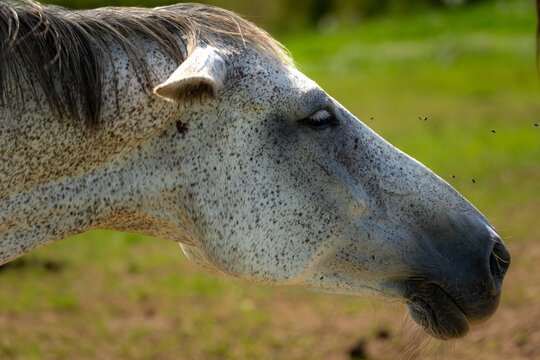 Close-up profile of a white horse surrounded by flying insects on a sunny summer day