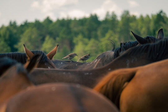 Two small birds perched on horses standing together in a green summer pasture