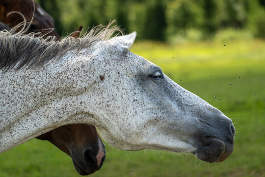 Close-up profile of a white horse surrounded by flying insects in a green pasture