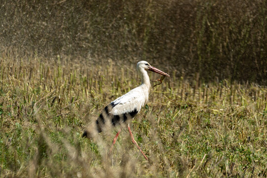 White stork carrying prey while walking through a freshly harvested field