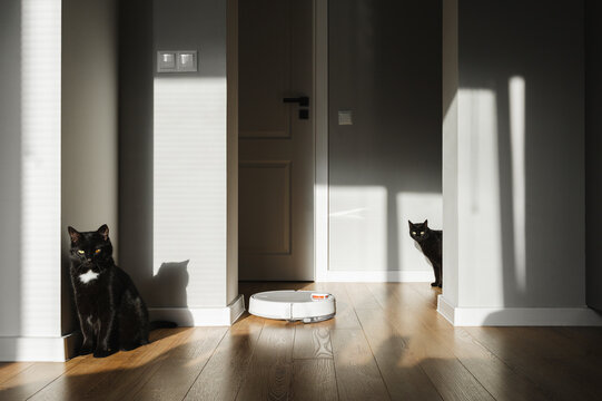 Black cat staring at robot vacuum cleaner