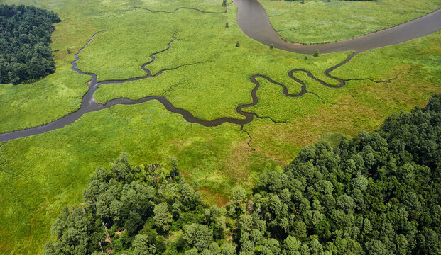 USA, Virginia, Marshes of the Chickahominy River near the confluence with the James River