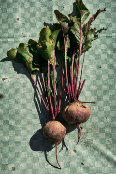 Beetroot on green kitchen towl