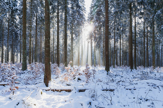 Germany, North Rhine-Westafalia, Sunlight illuminating snow-covered forest in Eifel National Park