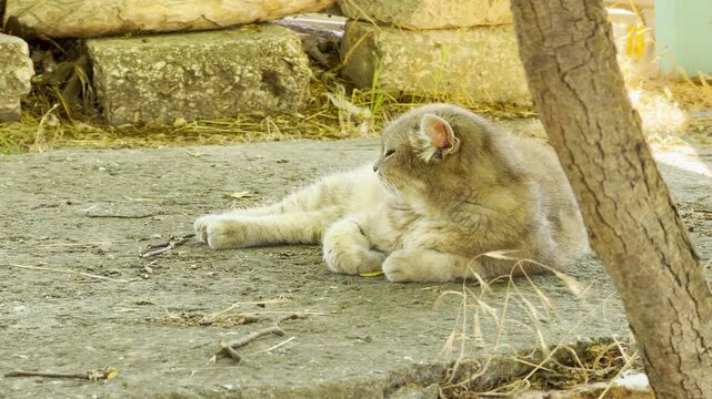 A fluffy tabby cat rests sadly on a gray concrete slab near a tree trunk. Its tired eyes bring a poignant feeling of deep loneliness and quiet sorrow.
