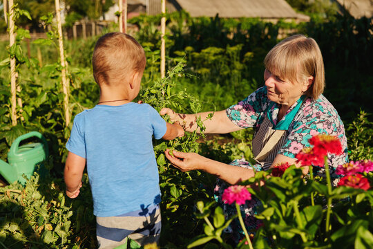 A child helps his grandmother in the garden by picking herbs and flowers under the warm sun. They enjoy the activity together surrounded by plants