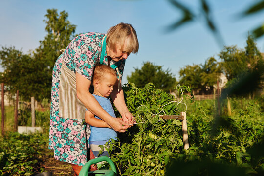 An elderly woman and a young child are in a garden. They are picking vegetables together on a clear day. The child watches closely as the woman works