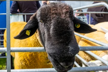 Impressive blackface sheep without horns in County Donegal - Ireland. © Lukassek