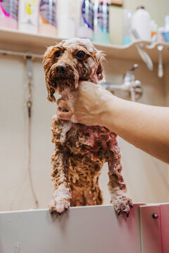Woman washes a cute wet dog with soap in a grooming salon