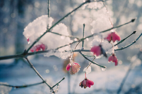 Snow covered spindle tree (European Evonymus), close-up
