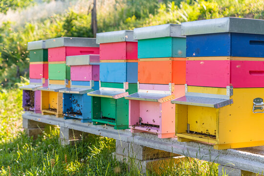 Colorful beehives and honeybees