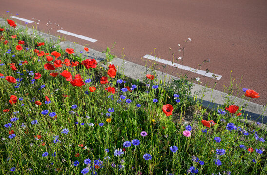 Wildflowers blooming along a road on Terschelling in the Netherlands