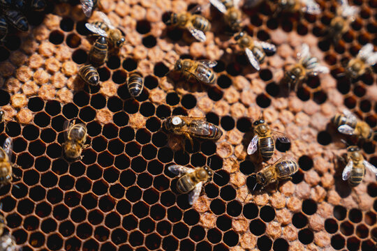 Marked queen bee surrounded by worker bees on a brood honeycomb