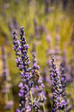 Bee on lavender flower