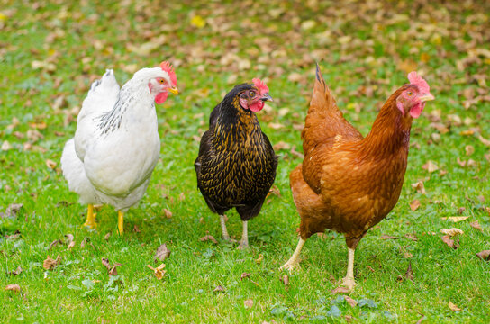 Three chickens standing on green grass in a free range farm