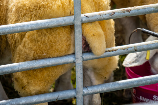 Impressive blackface sheep back in County Donegal - Ireland.