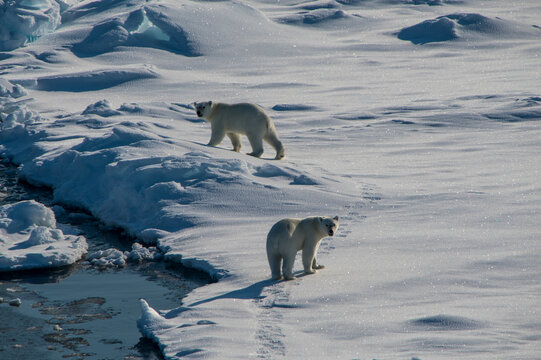 Two polar bears (Ursus maritimus) looking at camera while traversing through snow in North Pole area