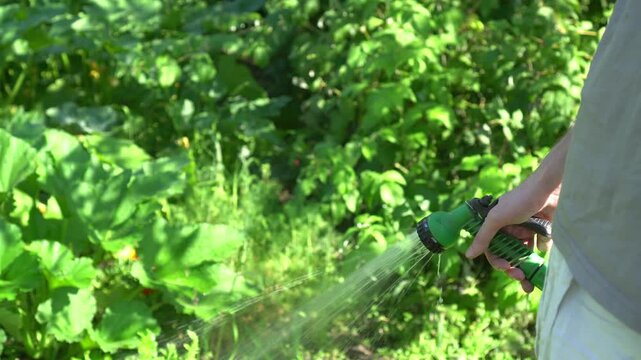 person waters dense green foliage with a garden hose, ensuring plants remain hydrated. The scene captures a summer gardening activity focused on plant care and maintenance