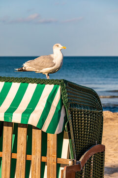 Seagull standing on top of hooded beach chair