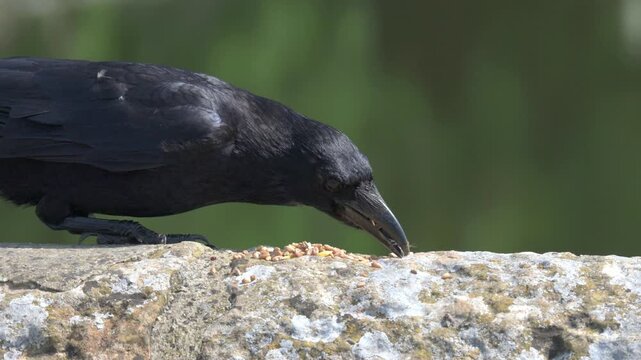 Carrion Crow (Corvus corone) eating seed from a stone wall, collecting them its beak but not swallowing. June, Kent, UK [Slow motion x4]