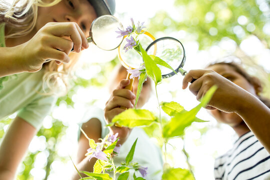 School children examinig leaves on tree, with their magnifying glasses