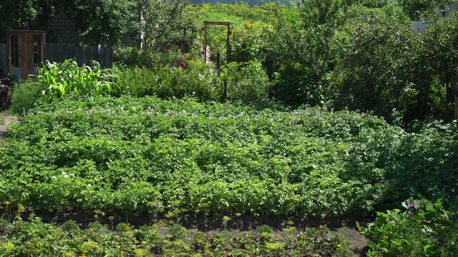 Top view of a potato plantation in garden beds as a concept for growing organic vegetables on your own