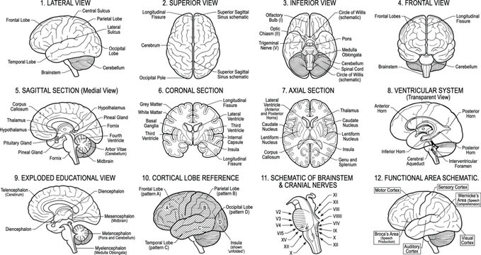 Comprehensive Human Brain Anatomy Diagram Set with Labeled Views and Educational Medical Illustration