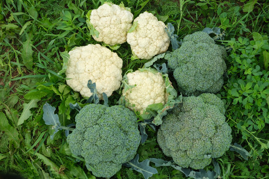 Top view of several heads of broccoli and cauliflower on the grass. Concept of healthy food