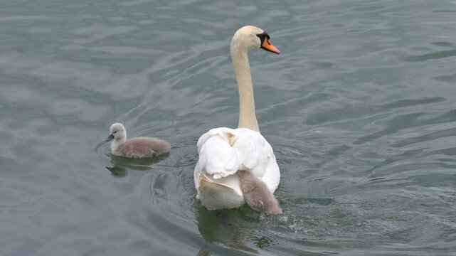 Mute Swan (Cygnus olor) with young cygnets, one trying to climb onto the parent's back and acting as as outboard motor. June, Kent, UK [Half speed]