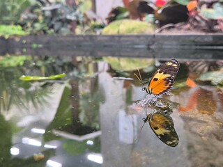 Orange tigerwing butterfly resting on a stone in a pond with perfect water reflection. © Stanislav