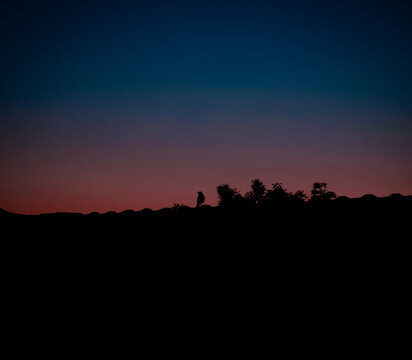 Silhouette of Bird Perched on Roof Against Vivid Twilight Gradient Sky