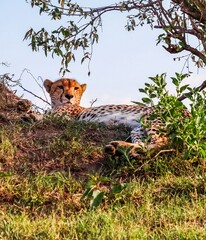 Cheetah resting on grassy mound in Kenyan safari © Michael