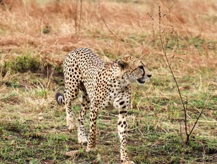 Cheetah walking through savanna habitat in Kenya © Michael