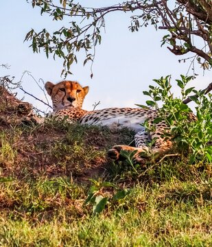 Cheetah resting on grassy mound in Kenyan safari