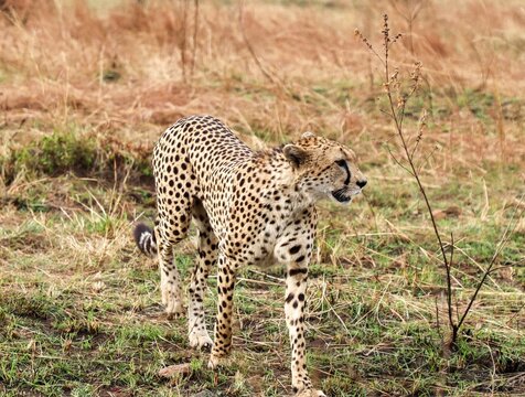Cheetah walking through savanna habitat in Kenya