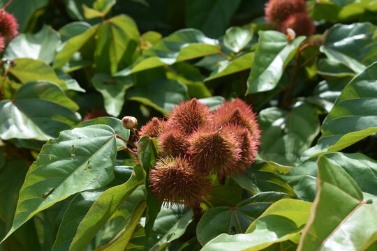 annatto frower closeup 