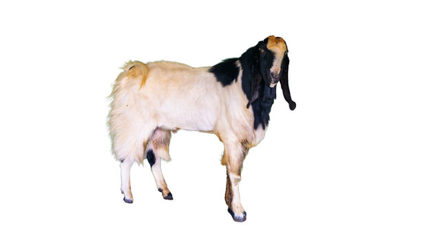 Domestic Etawa goat with long ears standing looking at camera isolated on transparent background PNG
