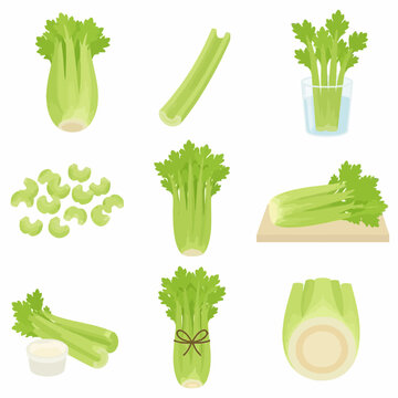 Collection of fresh green celery vector illustrations featuring whole stalks, sliced pieces, bundles tied with string, celery in water, a cutting board, and a dipping bowl on white background.