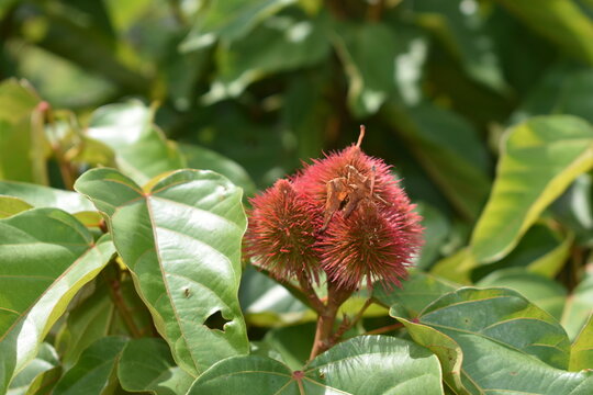 annatto frower closeup 