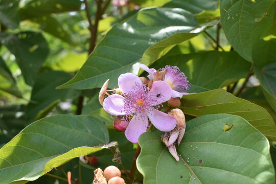 annatto frower closeup 