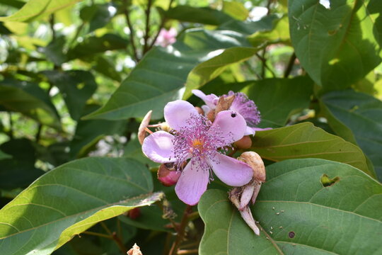 annatto frower closeup 