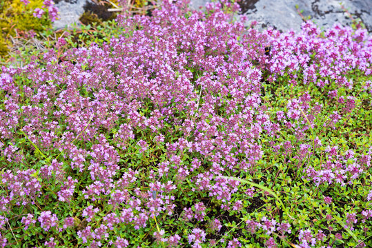 Carpet of purple blooming thyme in the mountains