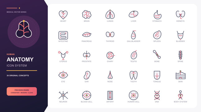 Human Anatomy and Internal Organ Editable Outline Icons