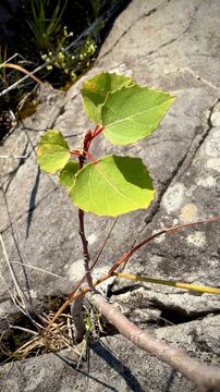 Young Aspen Sapling Growing on Rock by Lake Saimaa