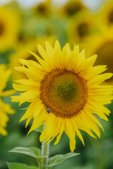 Fototapeta premium A bee on a sunflower in a field of sunflowers