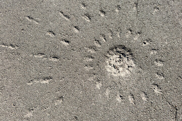 Artillery shell impact crater on damaged rough road background © reddish