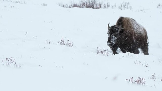 Large bison walking through deep snow covered winter landscape