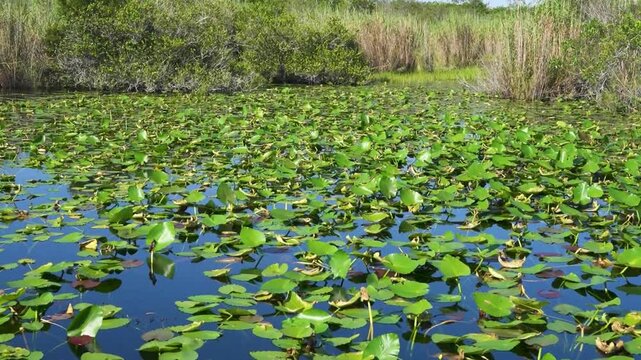 Lush green water lily covered pond surrounded by dense natural vegetation